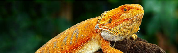 Bearded dragon